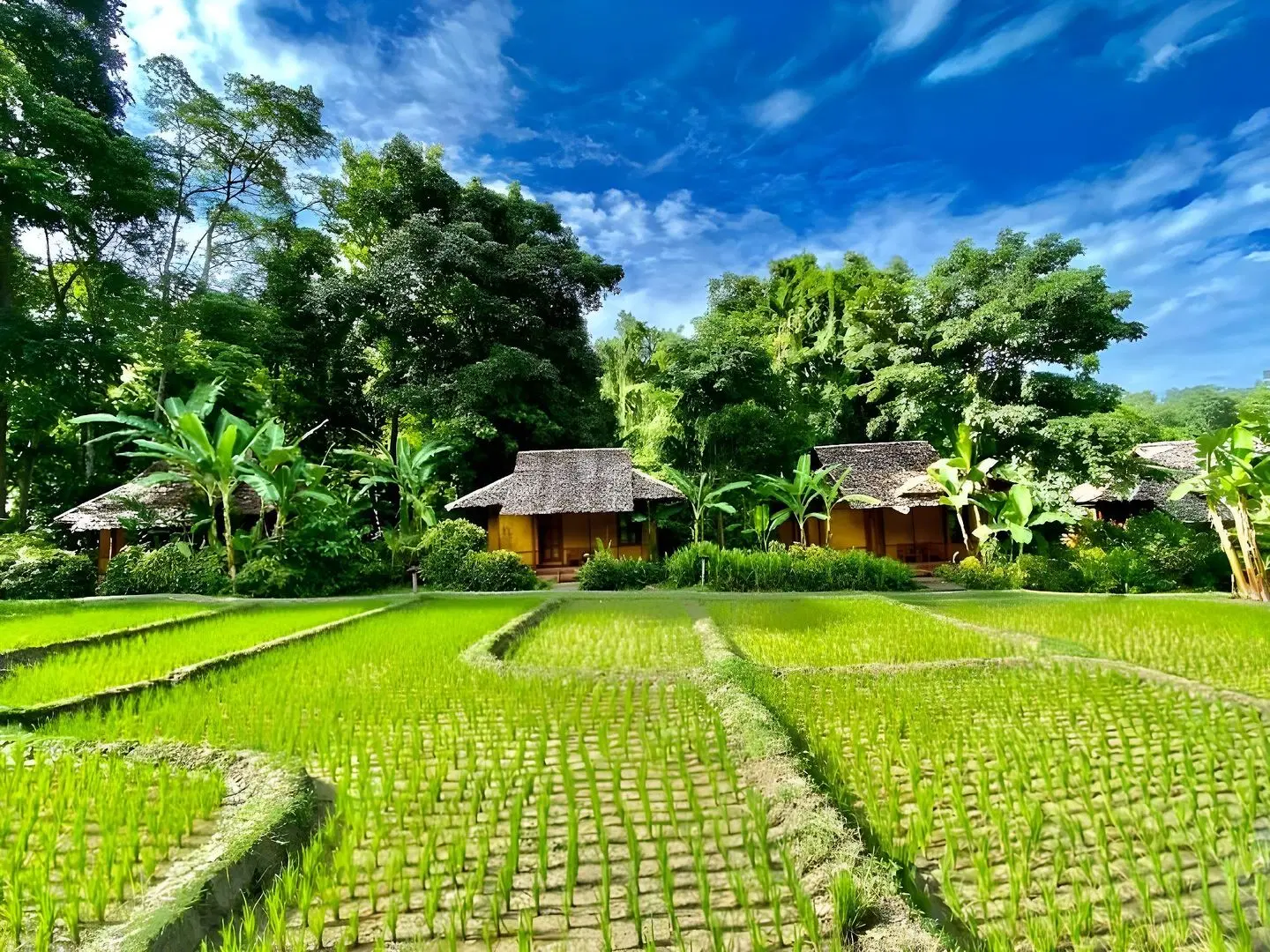 Fern Resort Garten