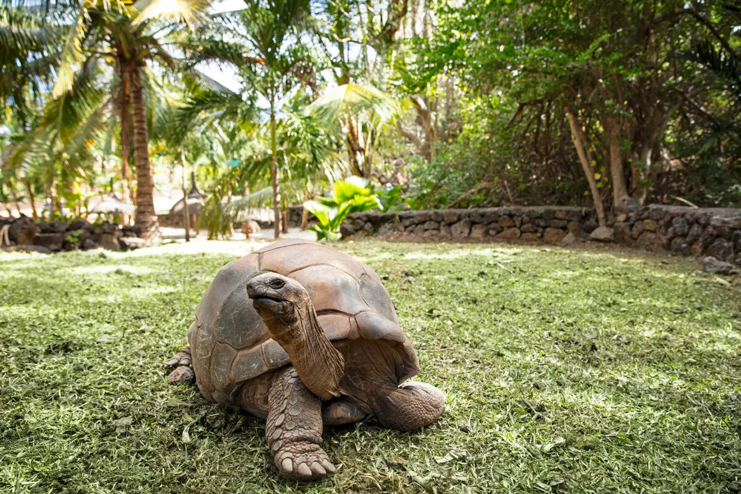 Shangri-La Le Touessrok, Mauritius Tiere
