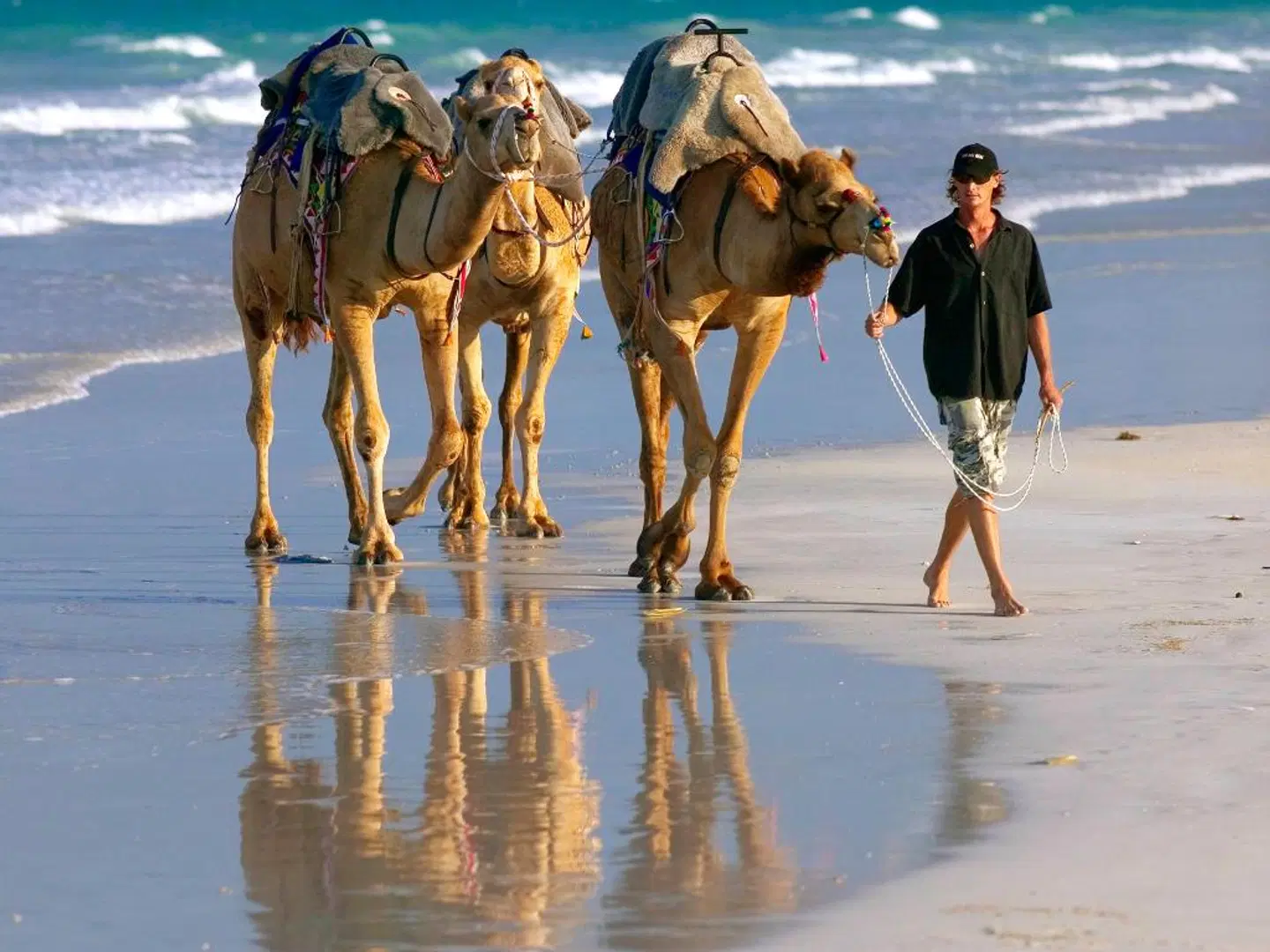 Mantra Frangipani Broome Tiere
