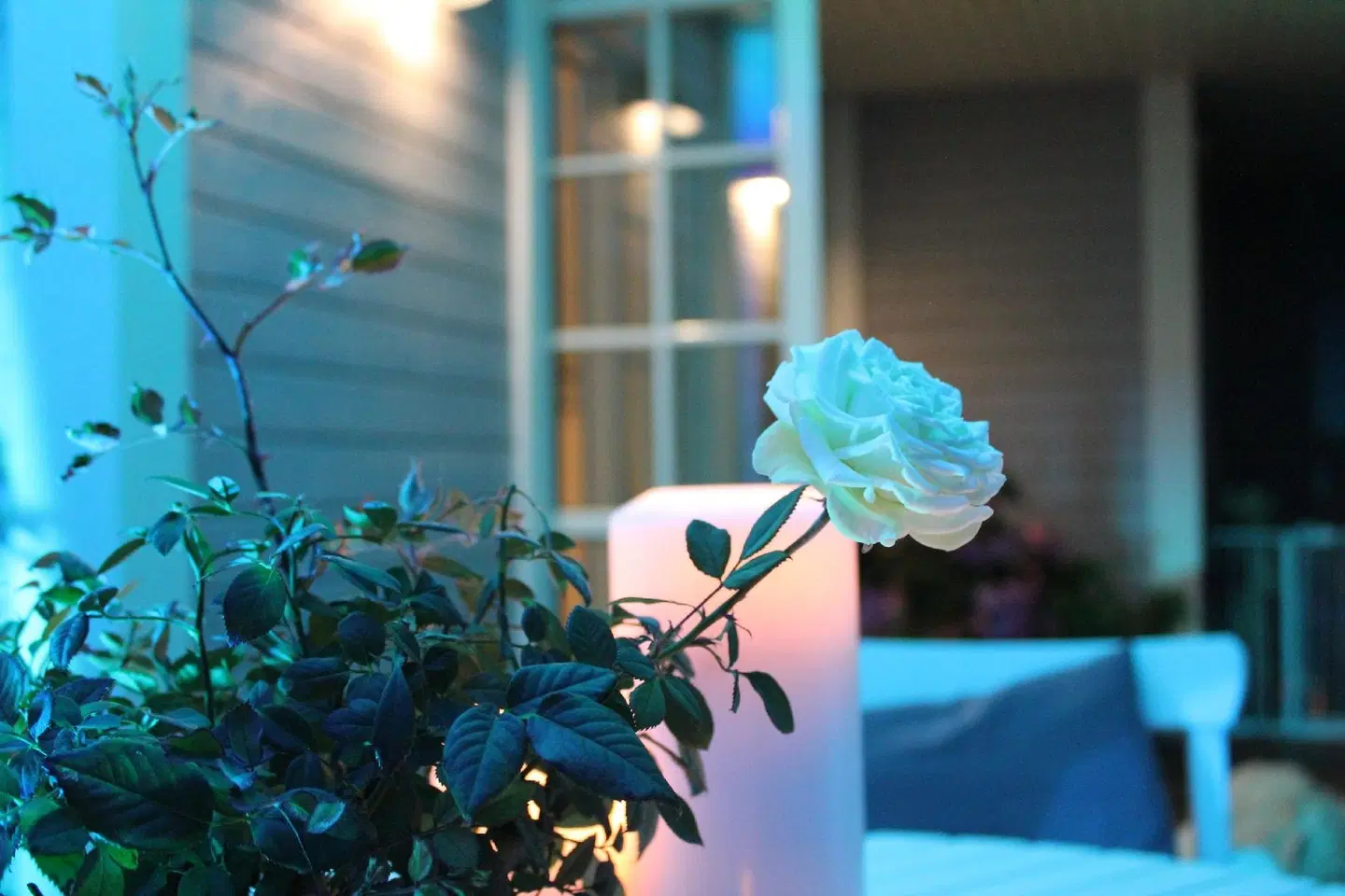 Rosenhill B&B Tiere