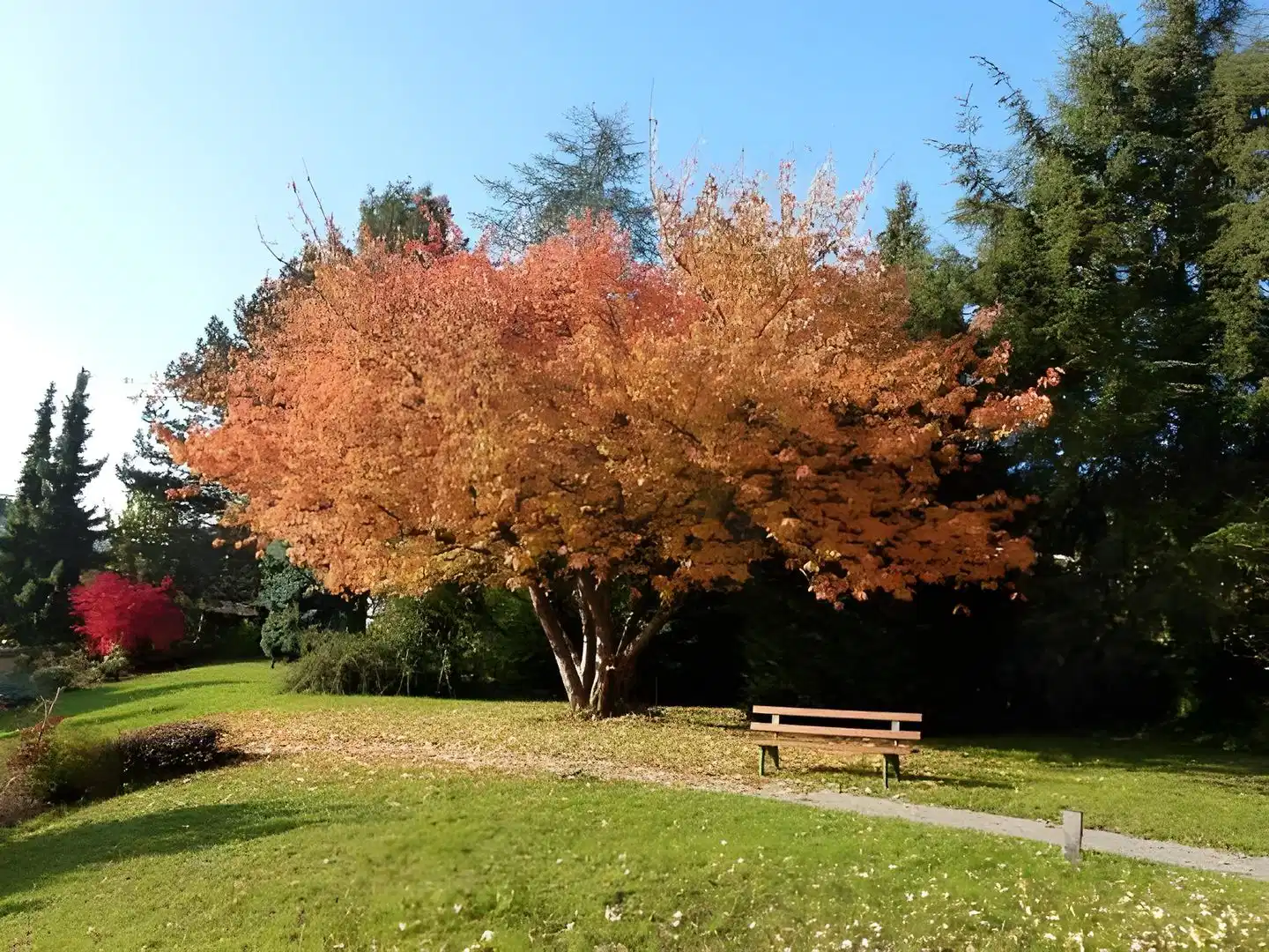 Grüner Baum – Hotelfoto