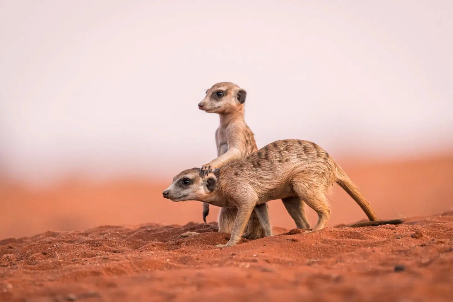 Namibia zum Verweilen Tiere