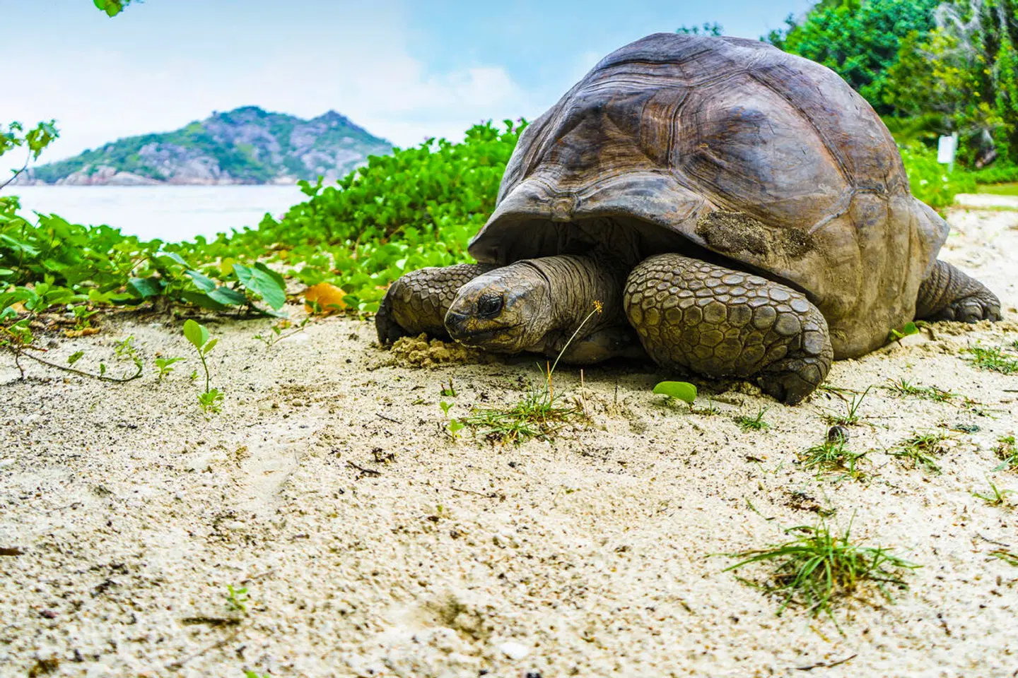 Island Hopping Seychellen (Hotels: Mittelklasse, Standardtransfers, 8 Nächte) Tiere