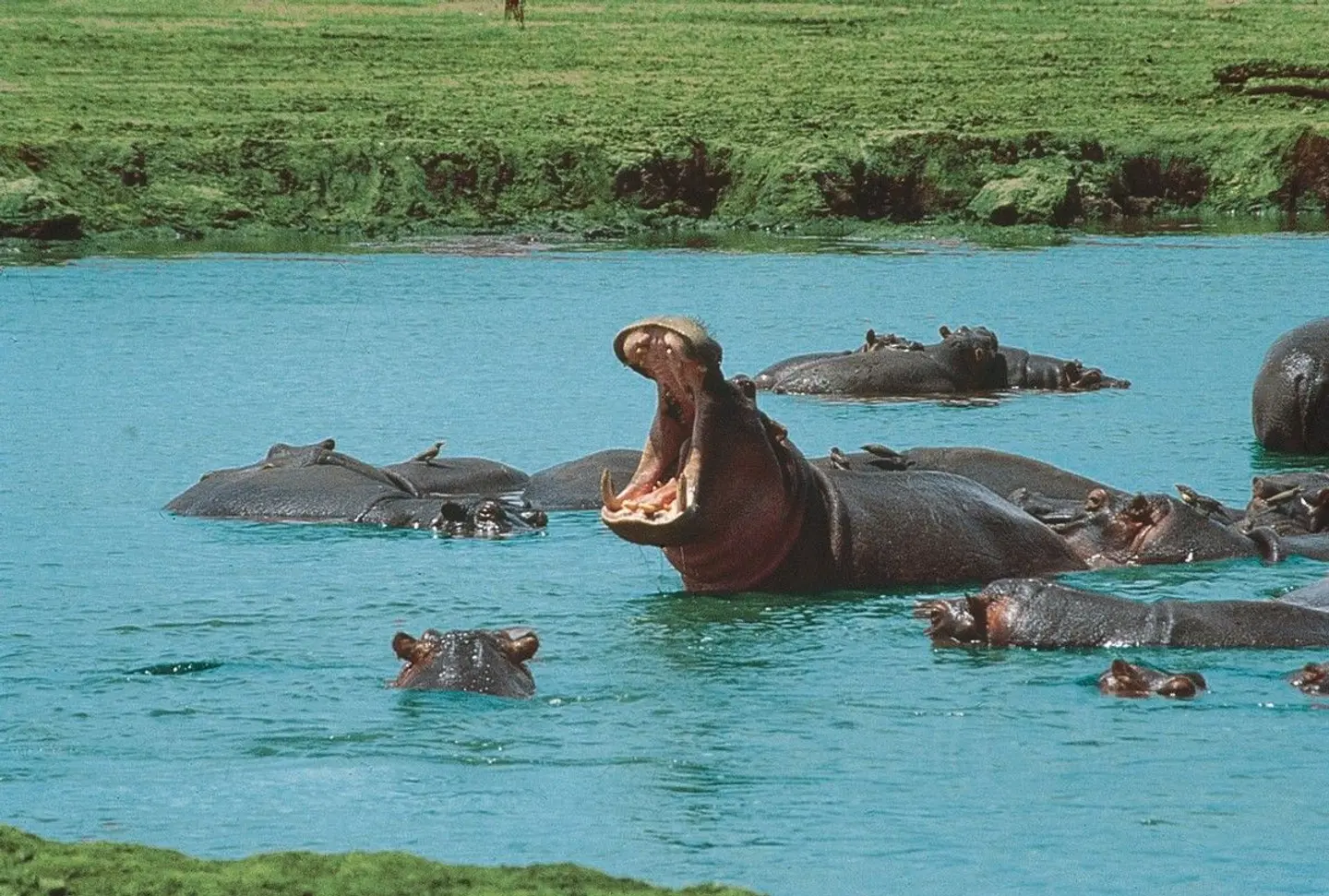 Tsavo Abenteuer Tiere