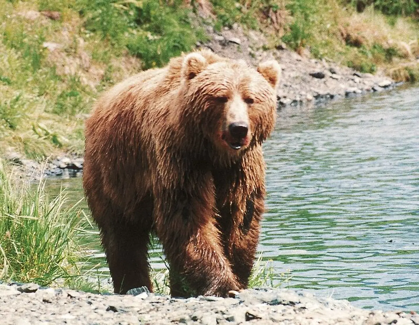 Auf den Spuren der Bären auf Kodiak Island Tiere