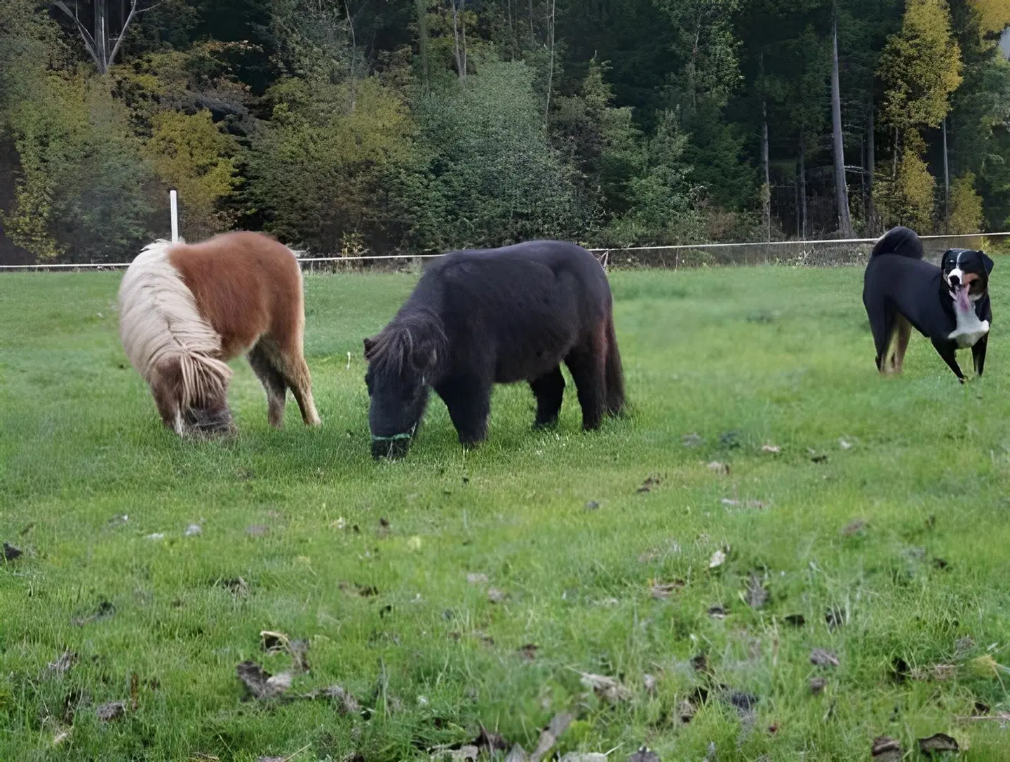 Aparthotel Ederhof Tiere