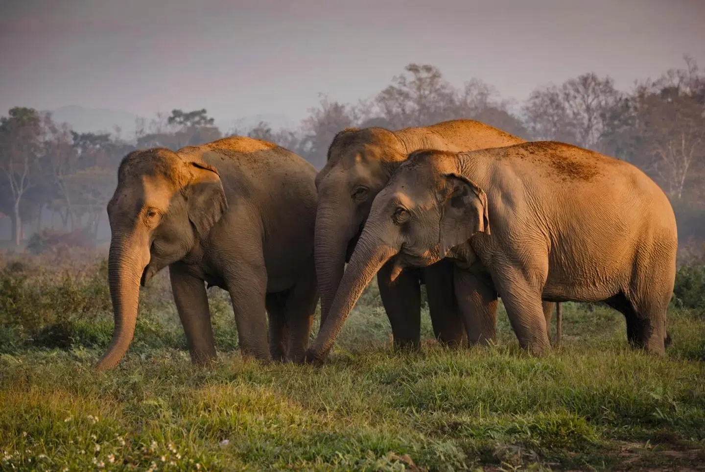 Anantara Golden Triangle Elephant Camp & Resort Tiere