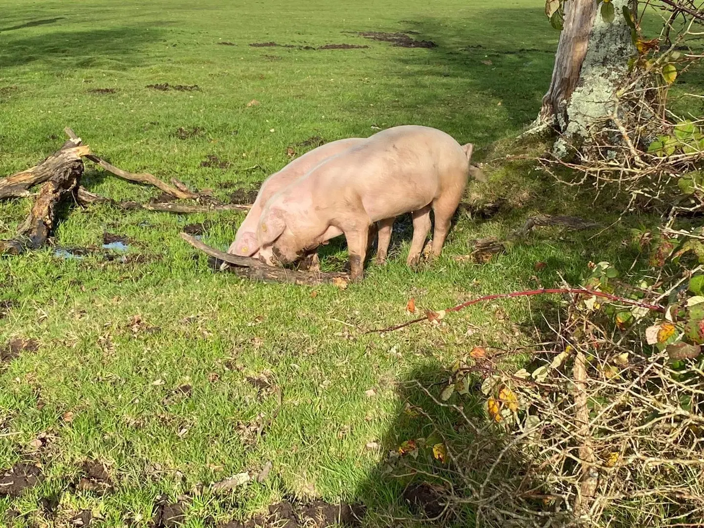 Cottage Lodge Tiere