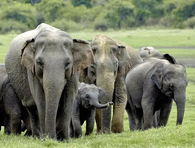 Königsstädte Sri Lankas (Gruppenreise) Tiere