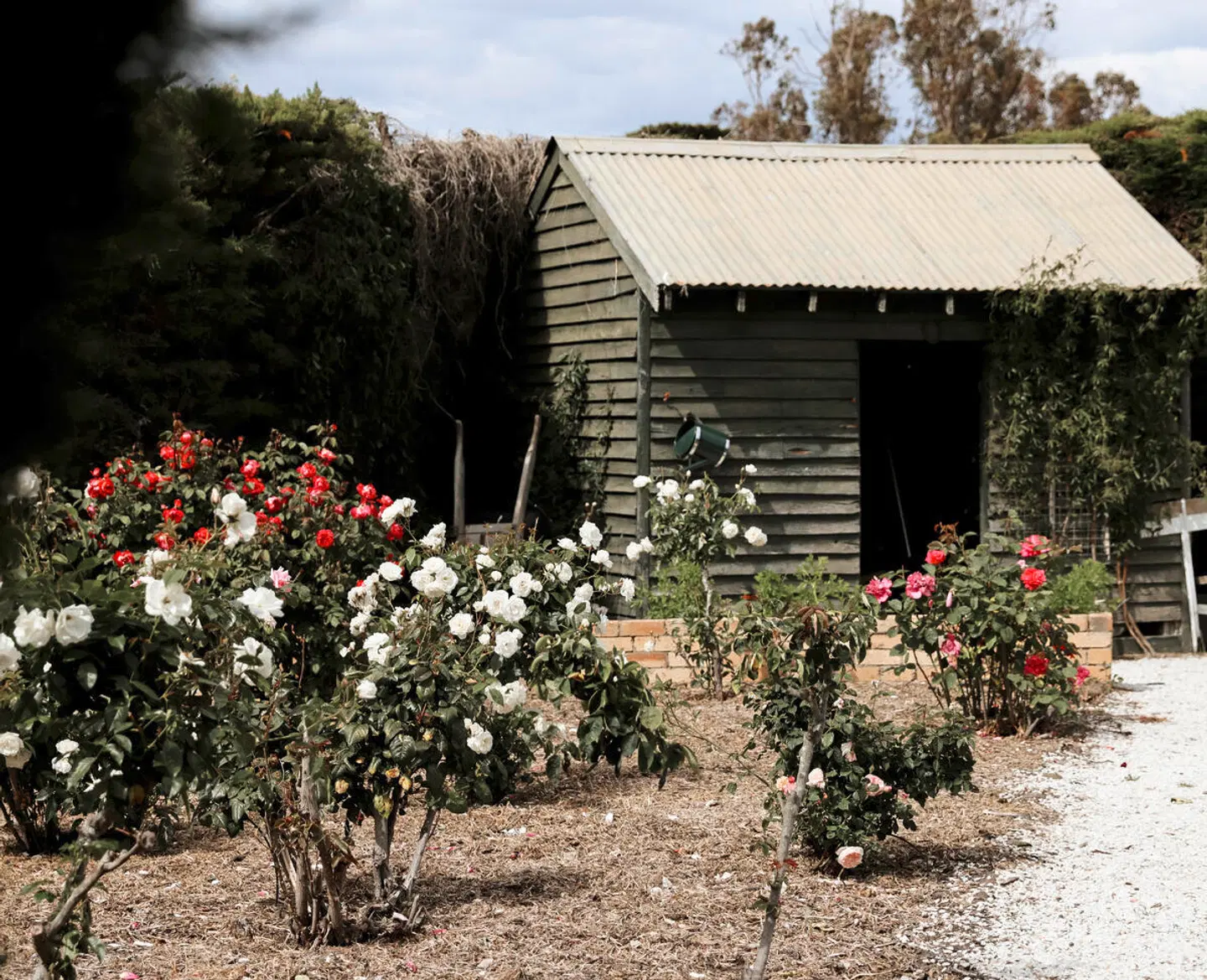 Mount William Station Garten