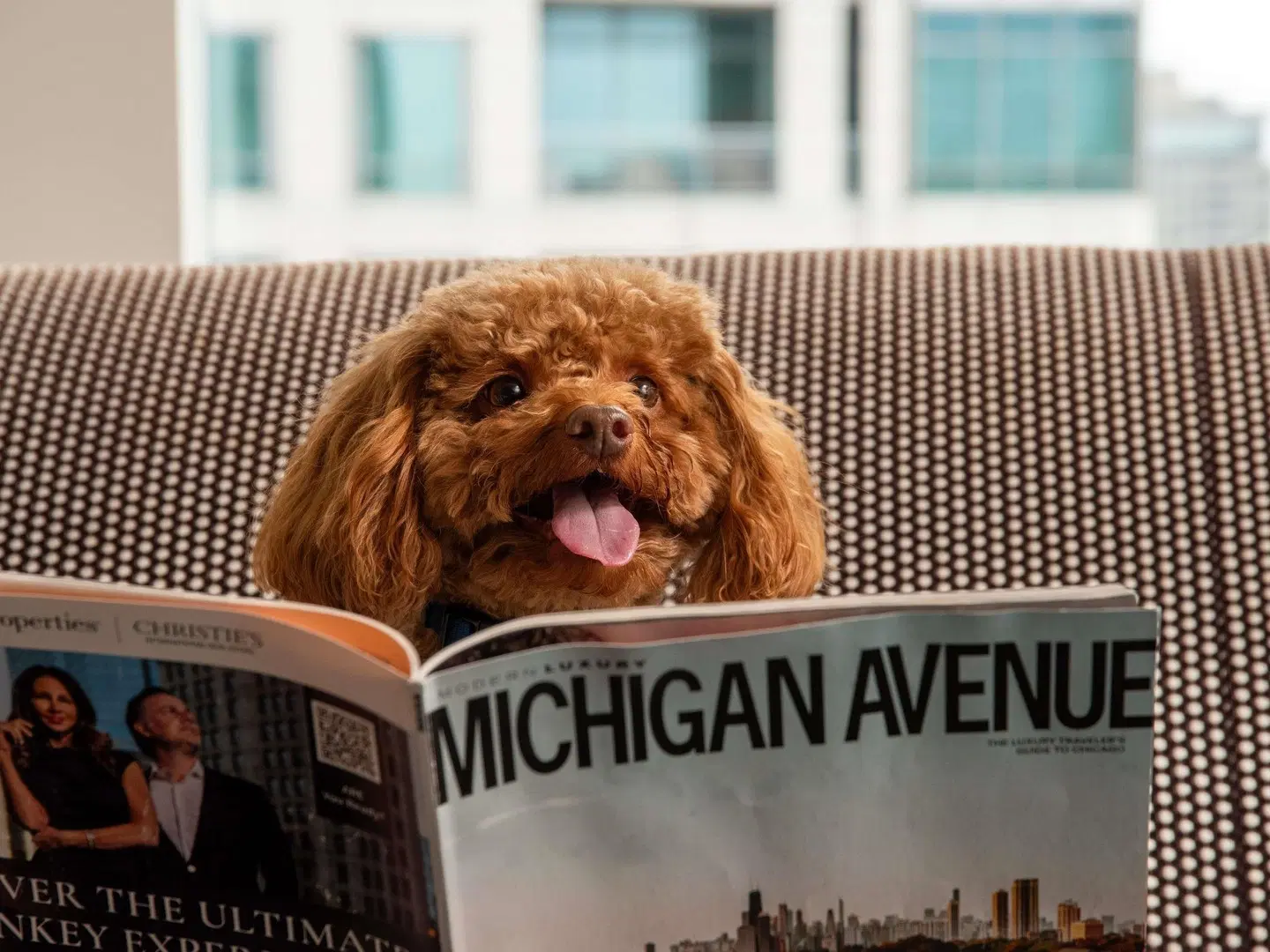 Sofitel Chicago Magnificent Mile Hotel Tiere