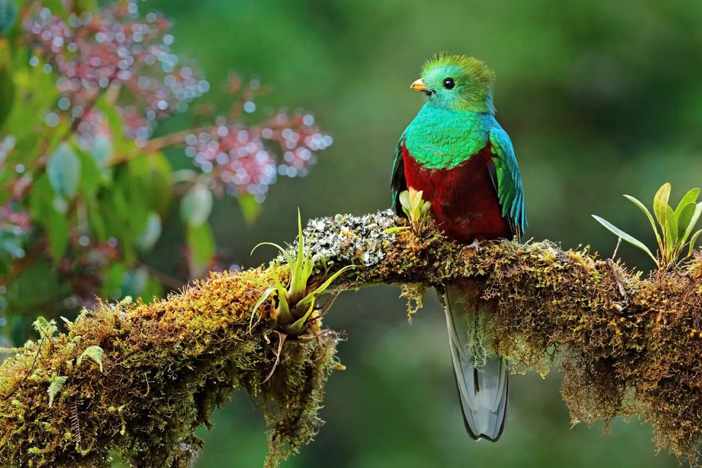 Kolumbien & Panama - Natur und Kultur von Bogota nach Bocas del Toro Tiere