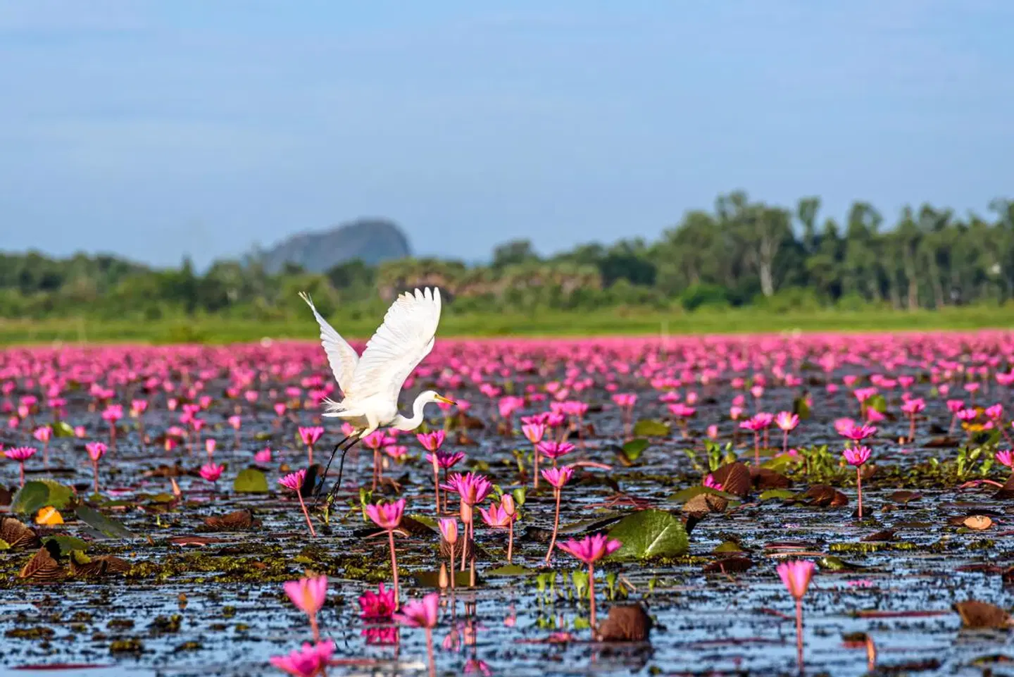 Krabi und der verborgene Süden Tiere