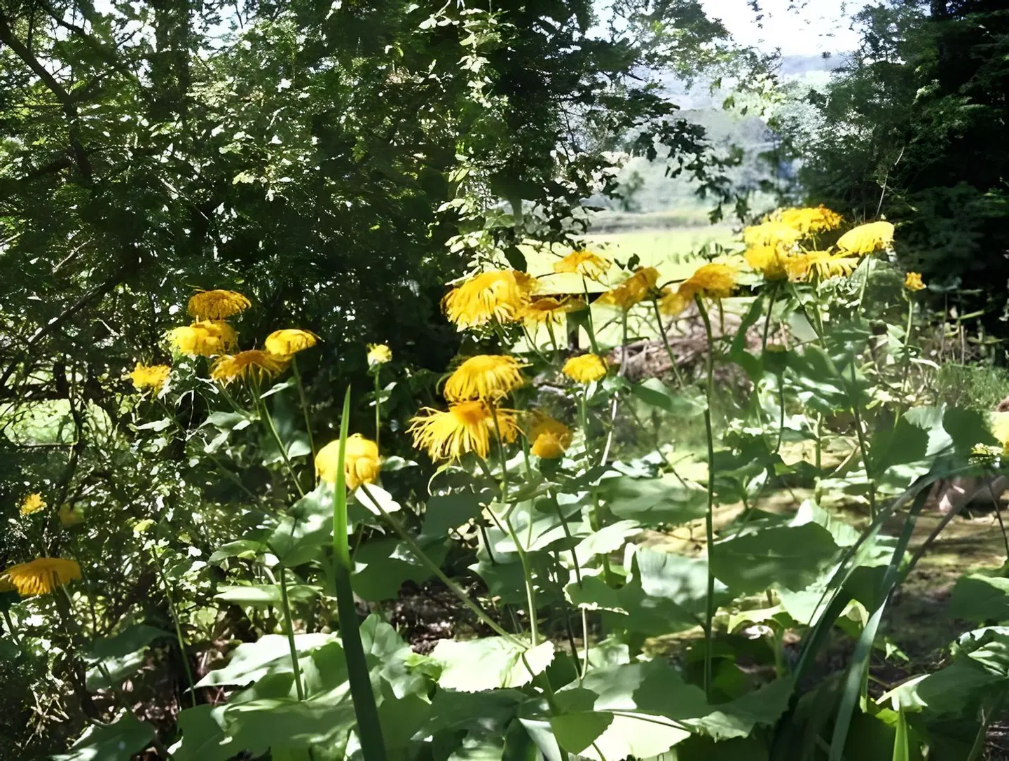 Arden Country House LANDSCAPE