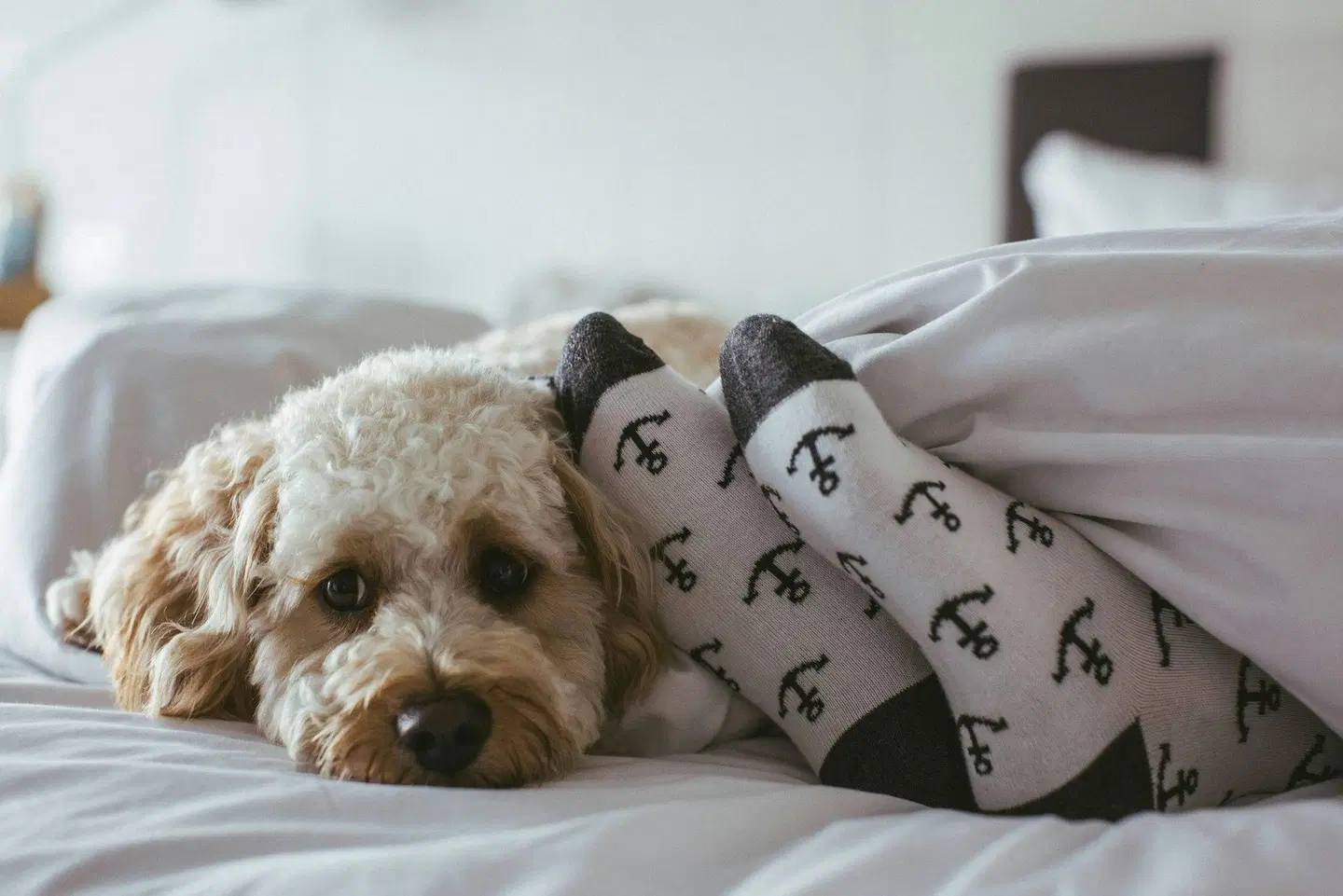 Pier One Sydney Harbour, Autograph Collection Tiere