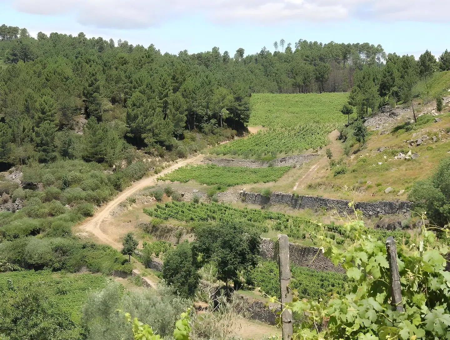 Quinta de Fiães LANDSCAPE