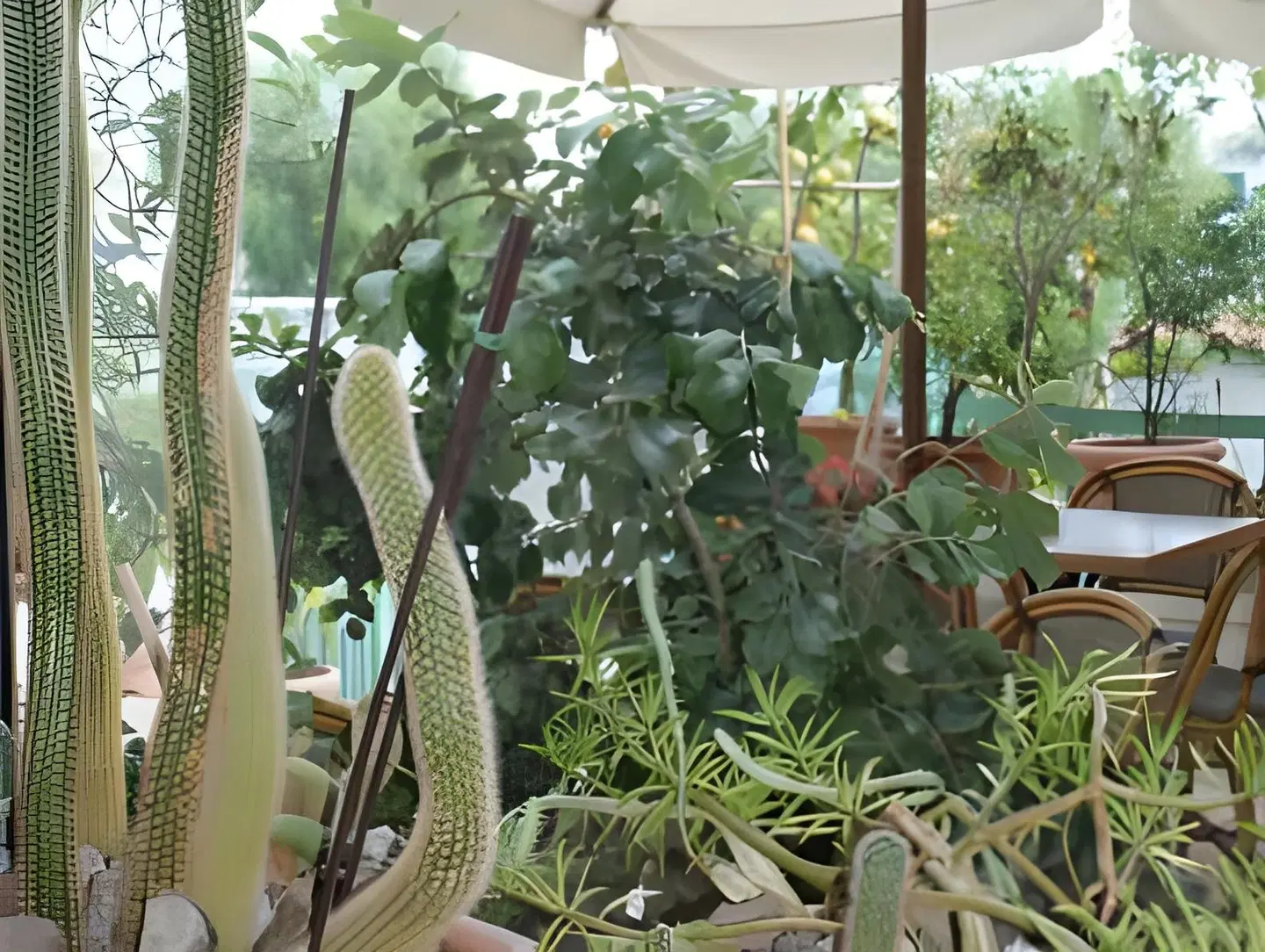 Villa Ciccio Garten