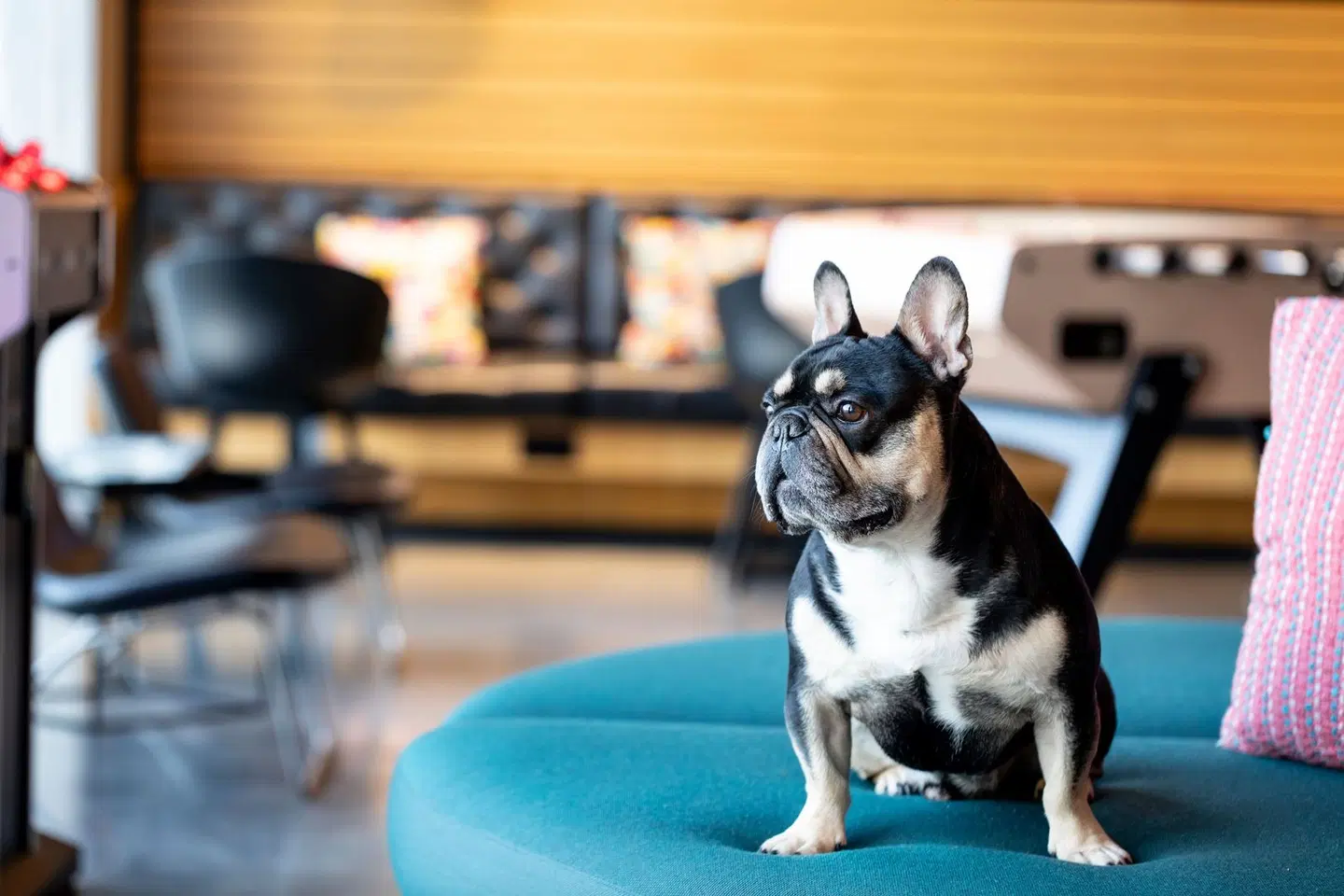 Moxy Aberdeen Airport Tiere