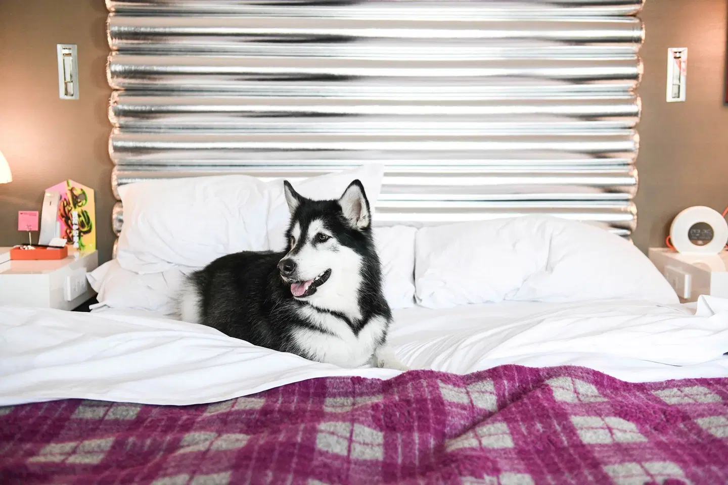 W Bellevue Tiere