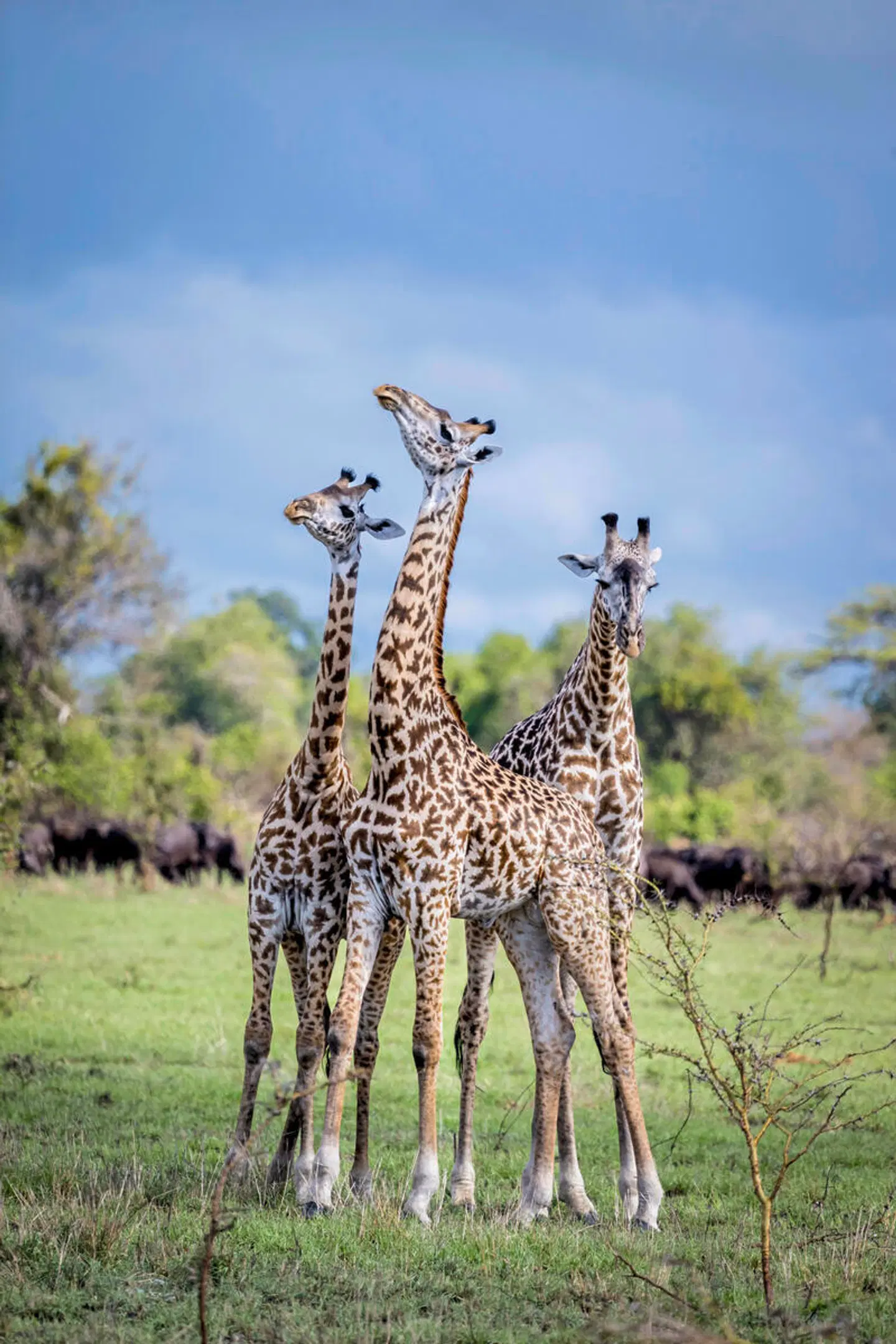 Sansibar & Safari Tiere