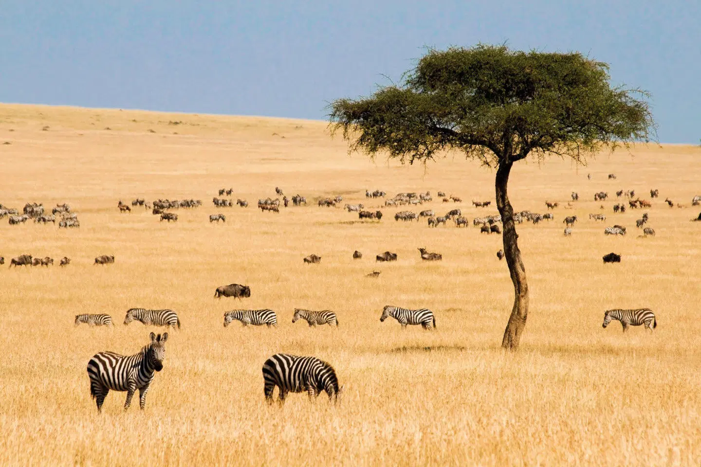 Masai Mara Fly-In Safari ab/bis Nairobi Tiere