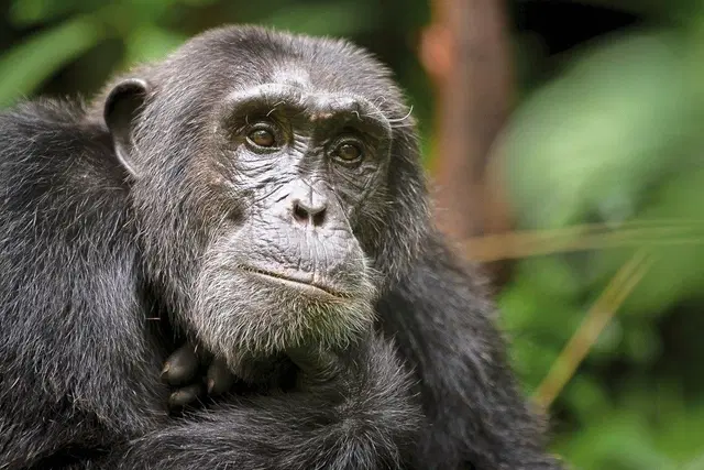 Uganda Entdecken Tiere
