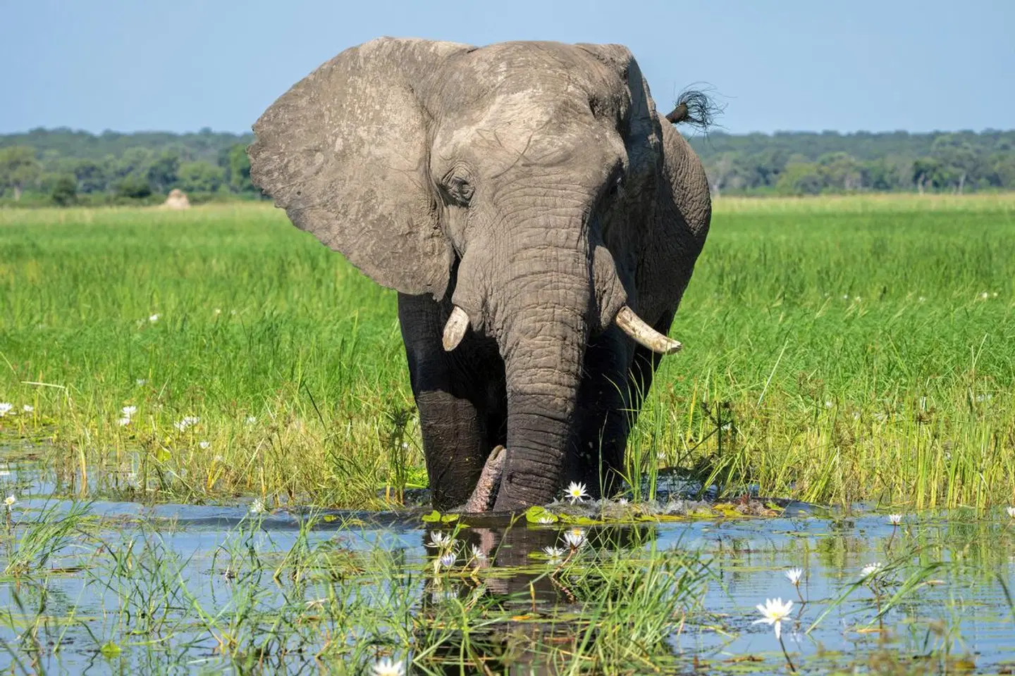 Dreiländereck auf eigene Faust Tiere