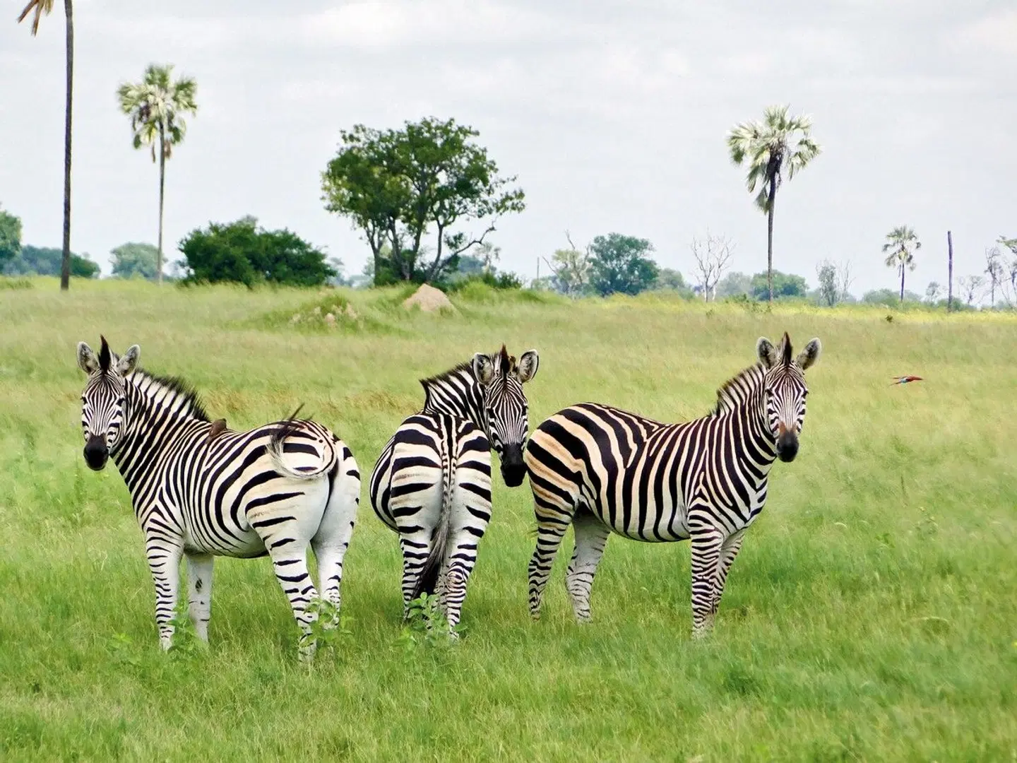 Abenteuer Hwange Nationalpark Tiere