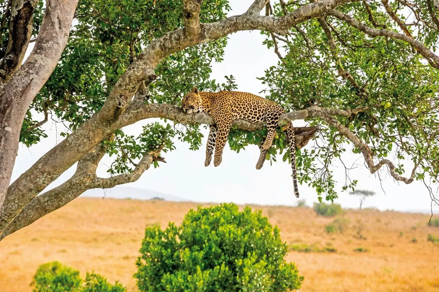 Kenia & Tansania - der Rhythmus der Wildnis Tiere