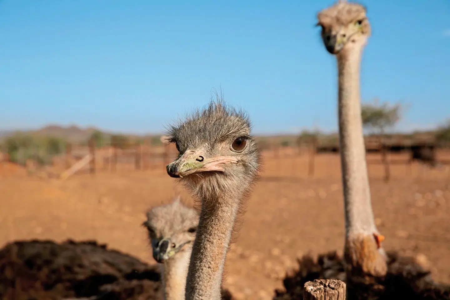 Wildlife & Lifestyle Tiere