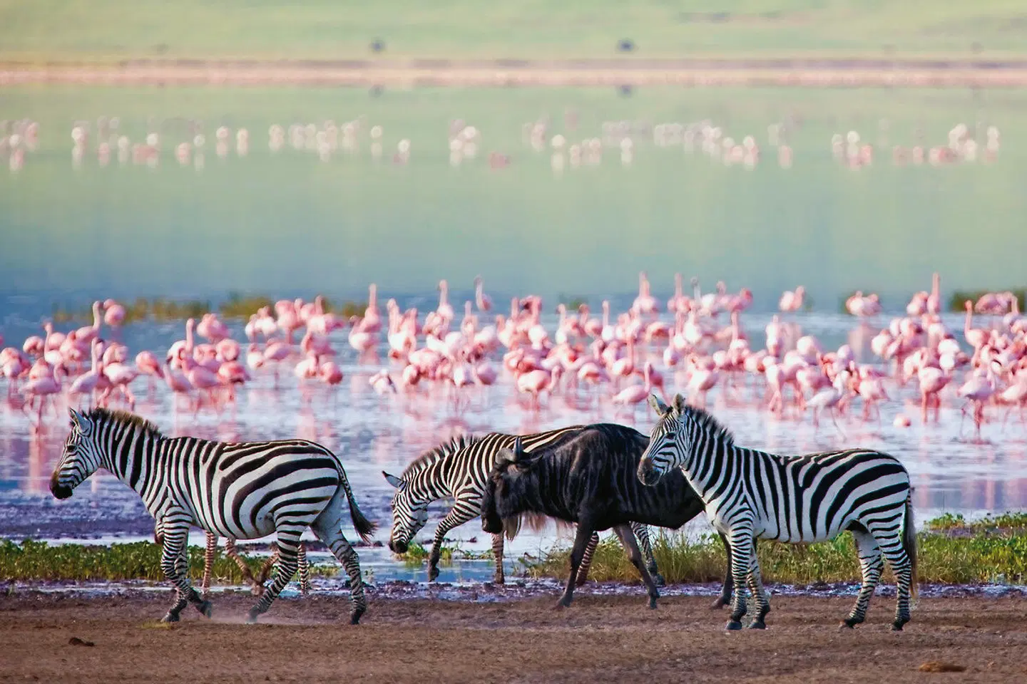 Abenteuer Tansania (Privatreise) Tiere