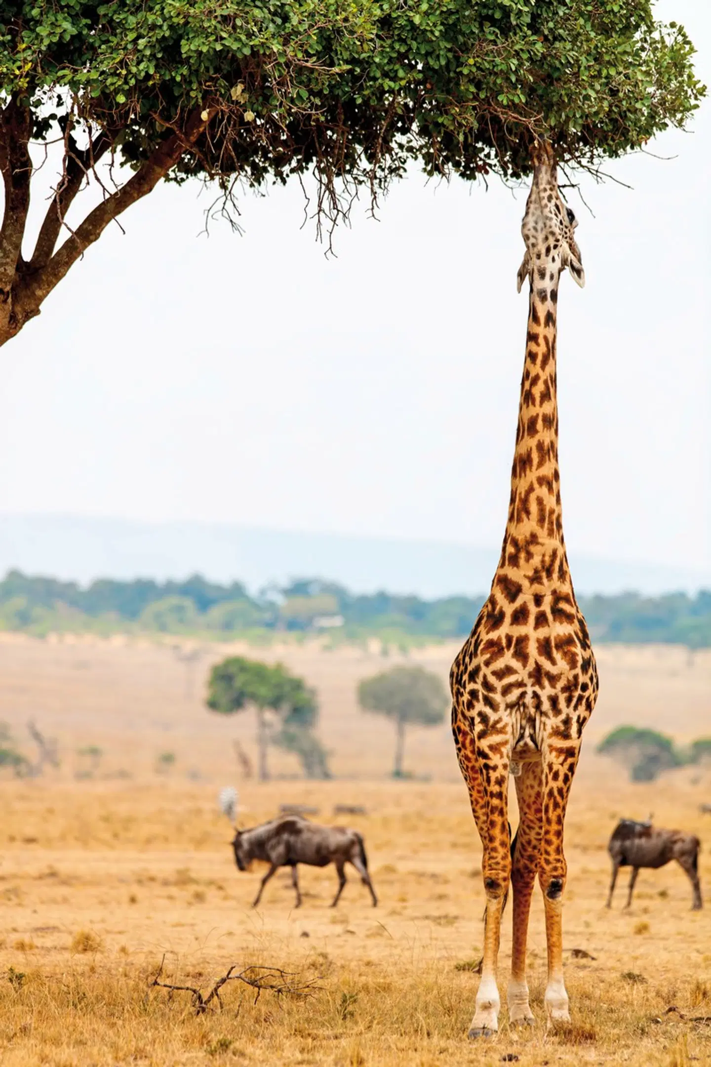 Kenia Explorer Tiere
