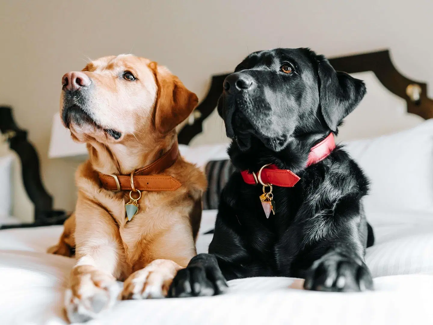 Fairmont Hotel Vancouver Tiere