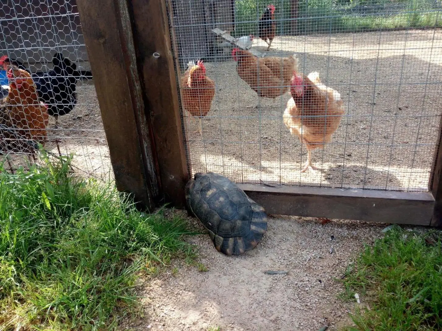 Tenuta Petra Bianca Tiere