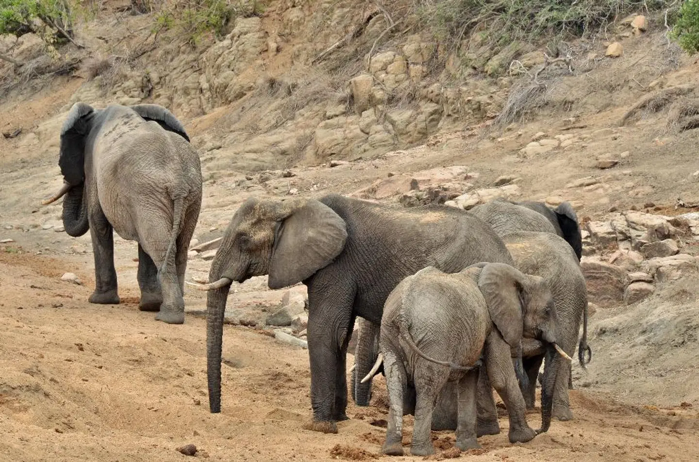 Hamiltons Tented Camp Tiere