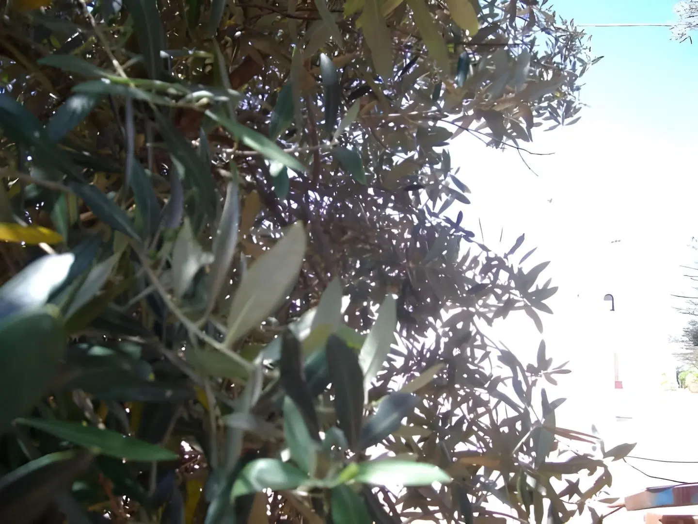 Masseria Nuova LANDSCAPE