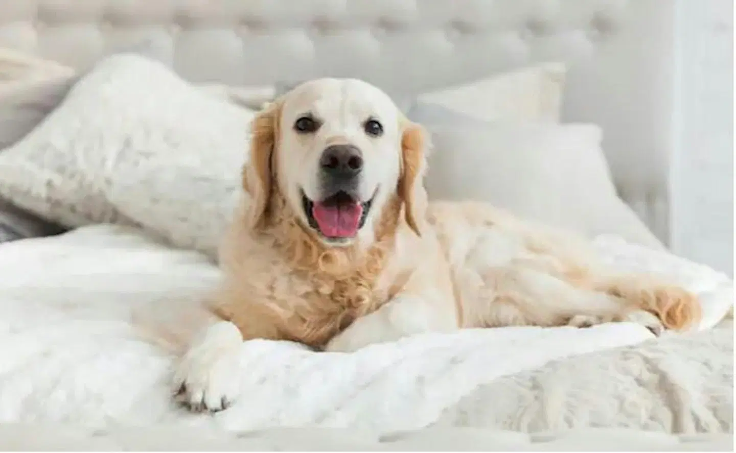 Sorell Business Hotel Ador Bern Tiere