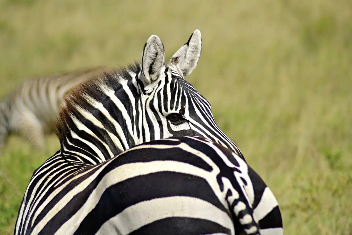 Tsavo Abenteuer (Privatreise) Tiere