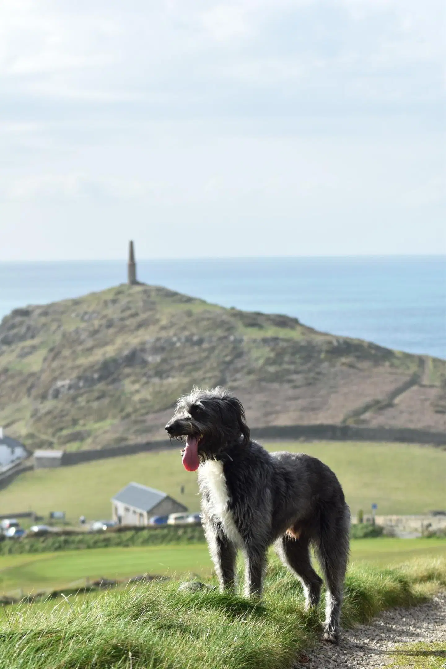 Cape Cornwall Club Tiere