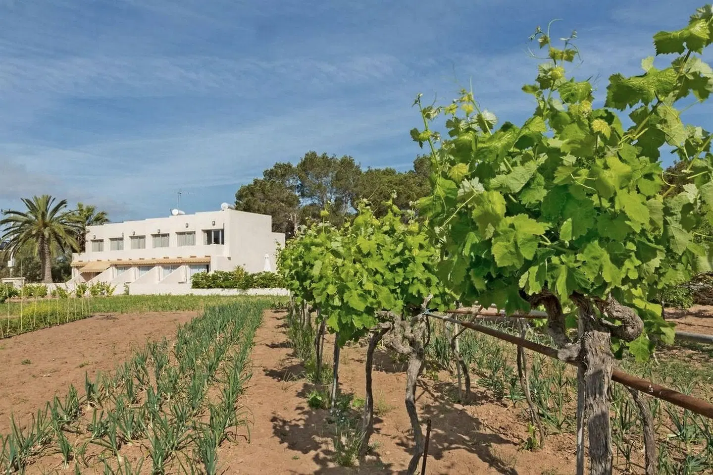 Marcelino LANDSCAPE
