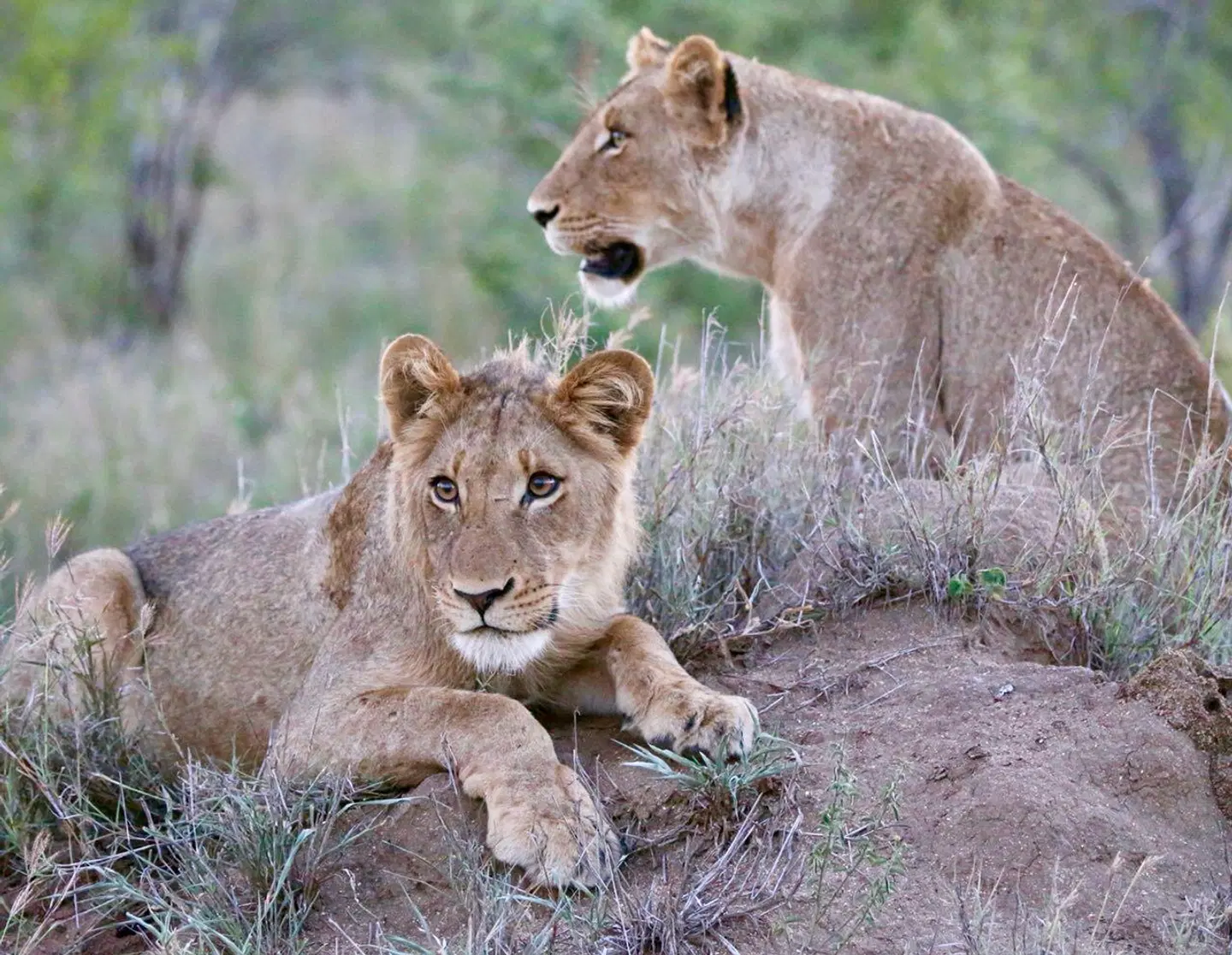Imbali Safari Lodge Tiere