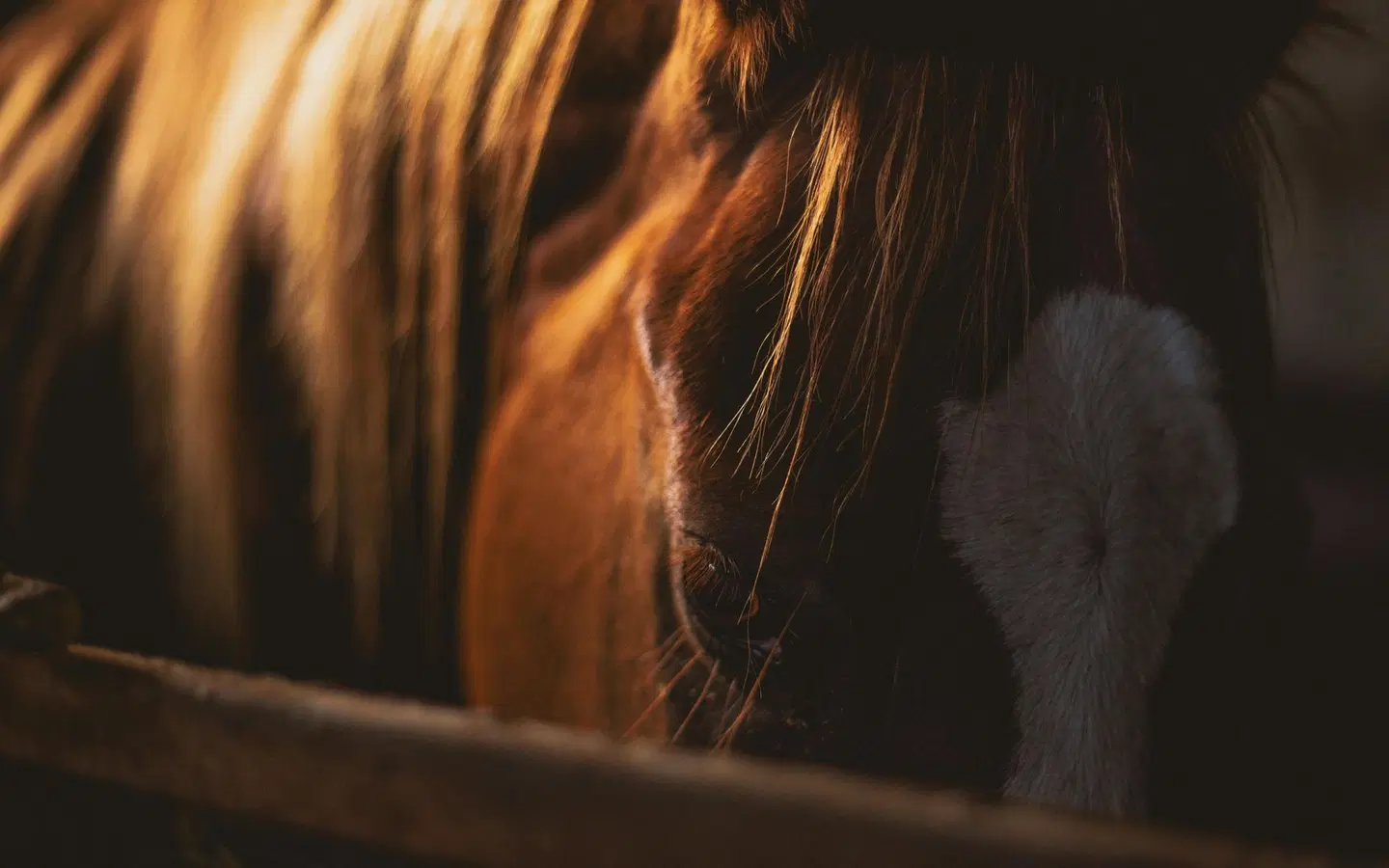 Holiday Inn - the niu, FURY ASCHHEIM MESSE by IHG Tiere