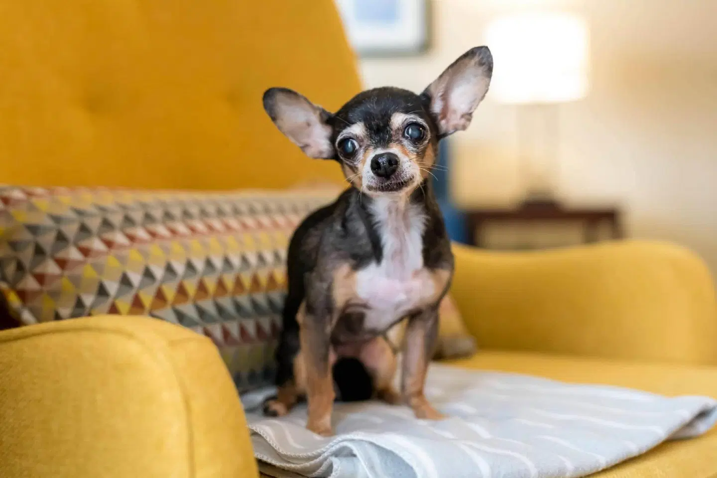 Comfort Suites Near Universal Orlando Resort Tiere