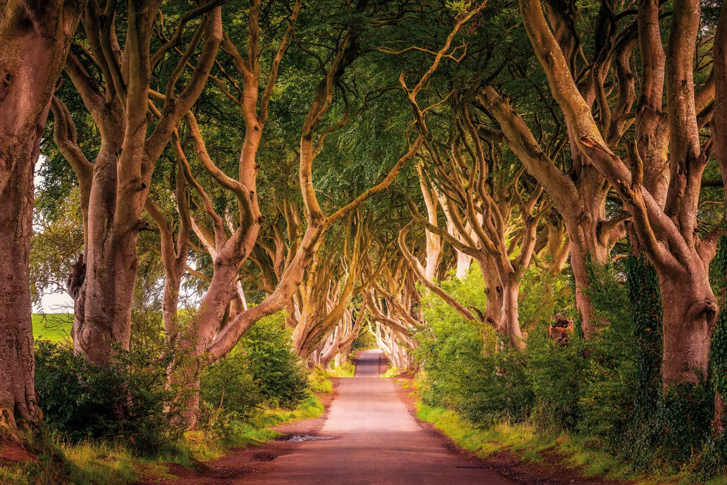 Filmreifes Irland Garten
