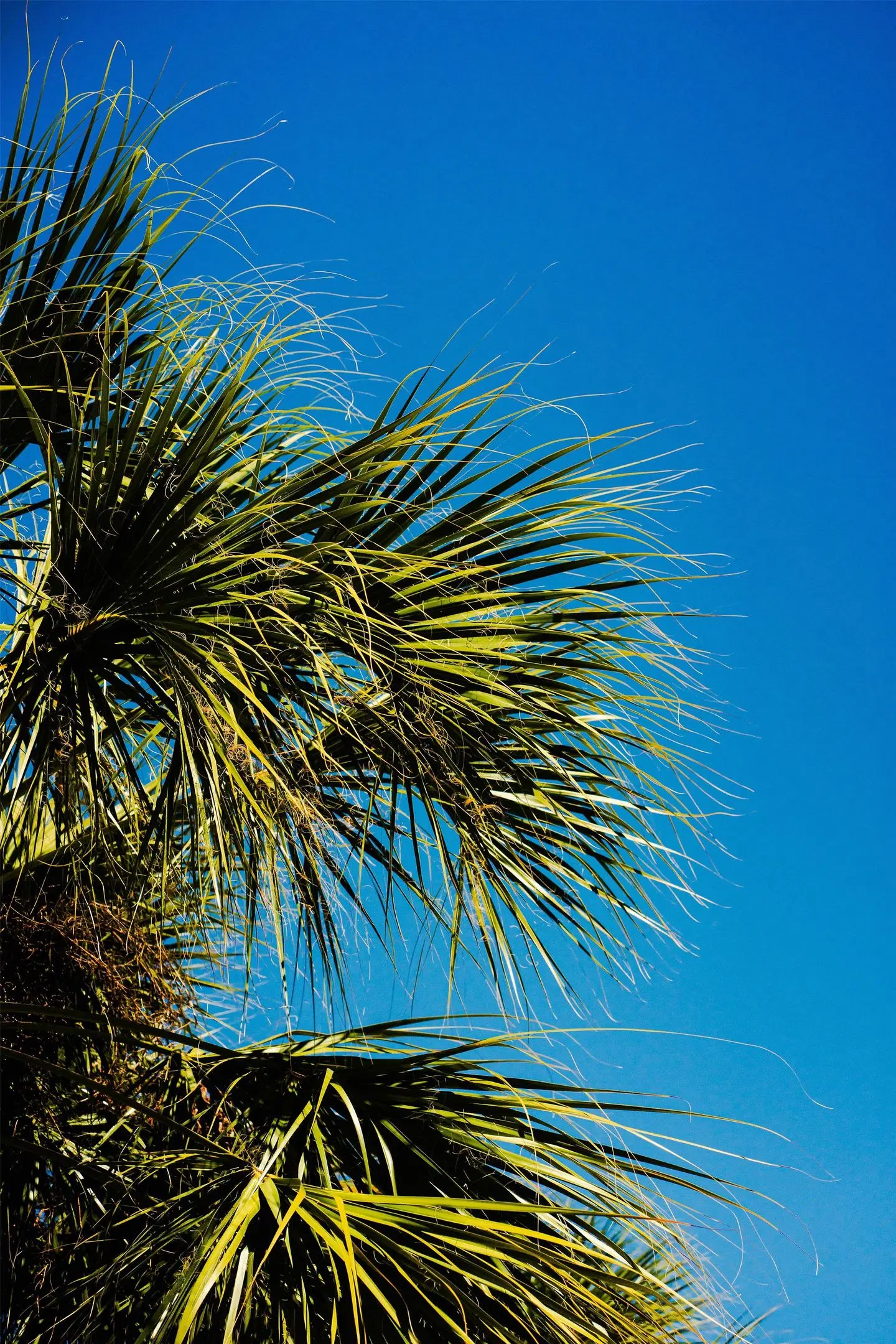Doubletree by Hilton Orlando Theme Park Resort Tiere