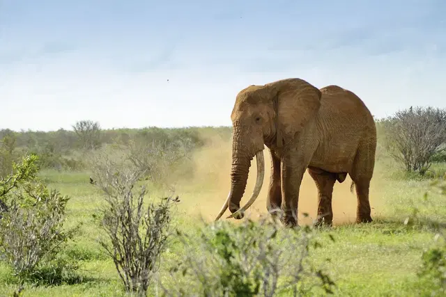 Tsavo Abenteuer (Privatreise) Tiere