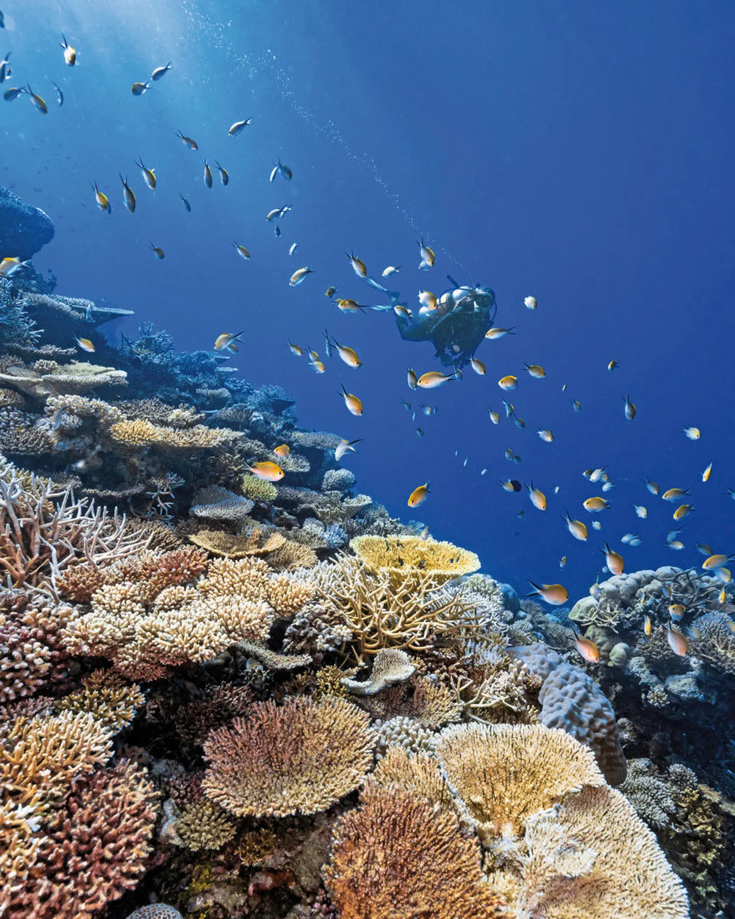 Park Hyatt Maldives Hadahaa Tiere