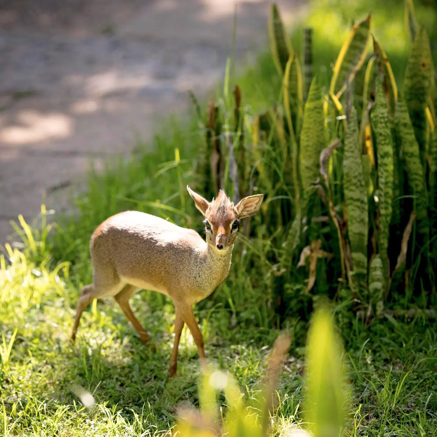 Magie der Savanne - Zwischen Baobabs und Kilimandscharo (7 Nächte) Tiere