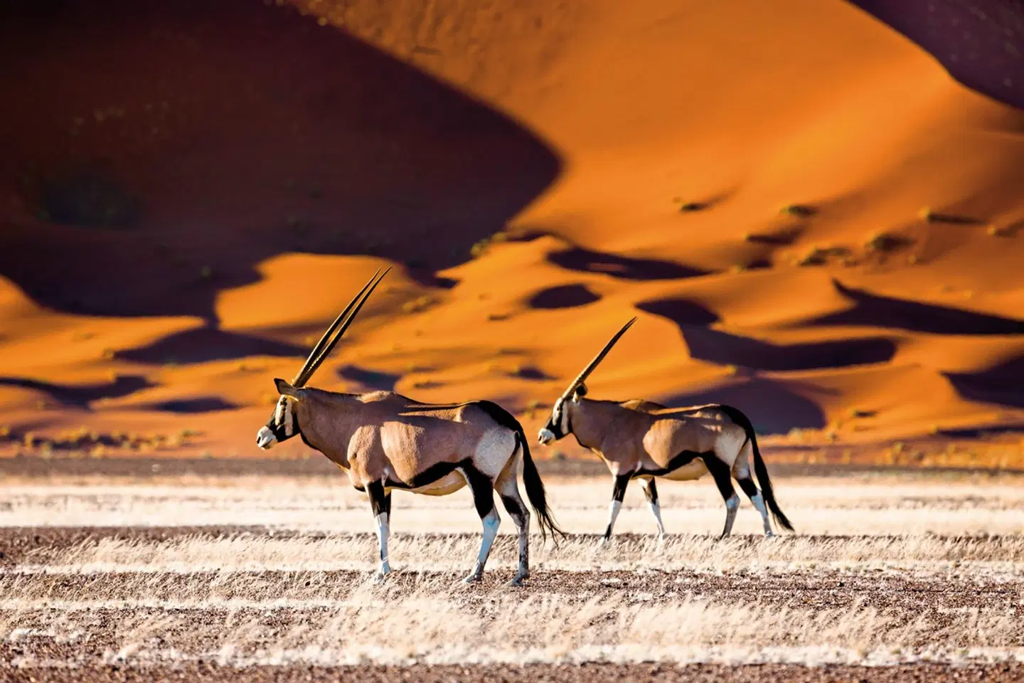 Kontrastreiches Namibia Tiere