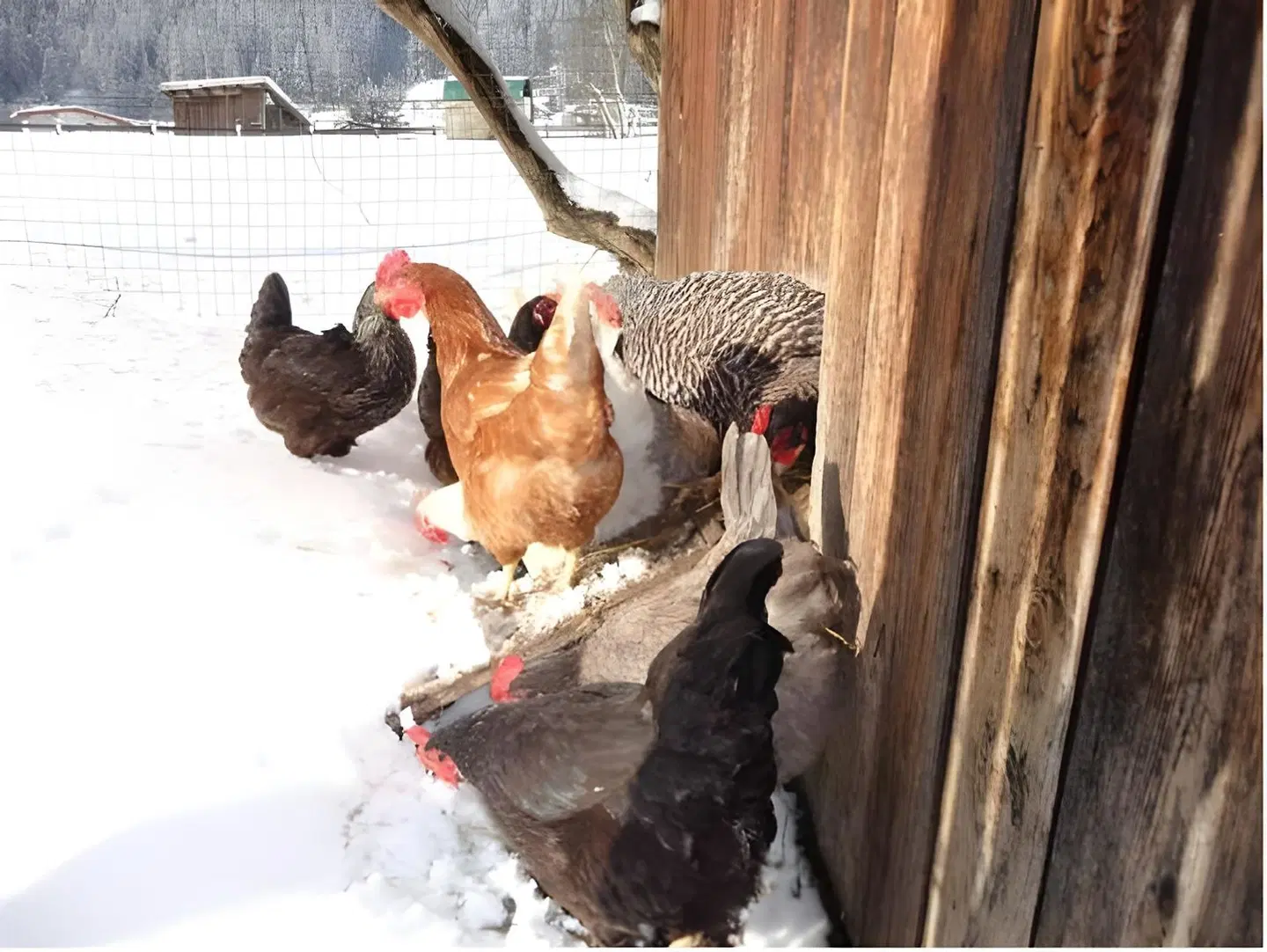 Pension Schottenhof Tiere